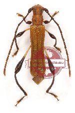 Microdebilissa testacea Microdebilissa testacea