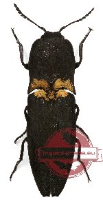 Paracalais regalis Paracalais regalis