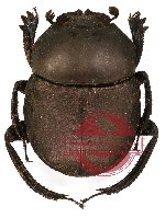 Gymnopleurus sp. 2 (A2) Gymnopleurus sp. 2 (A2)