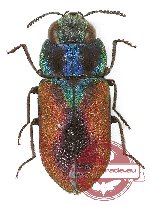 Anthaxia (s.str.) brevis cypriota (A2) Anthaxia (s.str.) brevis cypriota (A2)