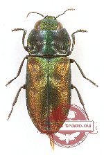 Anthaxia thallasophila pseudokervillei Anthaxia thallasophila pseudokervillei