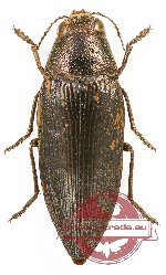 Buprestis (Ancylocheira) novemmaculata gravida Buprestis (Ancylocheira) novemmaculata gravida