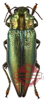 Cyphogastra (s.str.) satrapa satrapa Cyphogastra (s.str.) satrapa satrapa