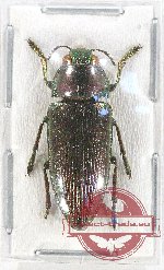 Lampetis albicincta (A2) Lampetis albicincta (A2)