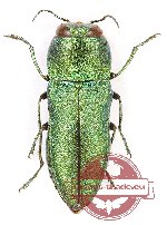 Anthaxia (Haplanthaxia) bettagi Obenb. Anthaxia (Haplanthaxia) bettagi Obenb.