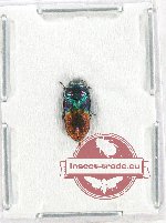 Anthaxia dimidiata (A-) Anthaxia dimidiata (A-)