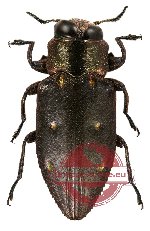 Chrysobothris sp. 2 Chrysobothris sp. 2