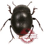 Tenebrionidae sp. 57 Tenebrionidae sp. 57