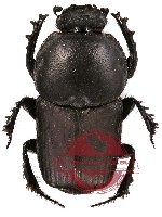 Chironitis sp. 1 (A-) Chironitis sp. 1 (A-)