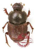 Onthophagus vlasovi Onthophagus vlasovi