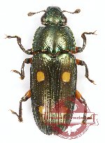 Neohelota brevis Neohelota brevis