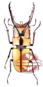 Prosopocoilus suturalis Prosopocoilus suturalis
