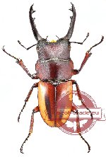 Prosopocoilus lateralis Prosopocoilus lateralis