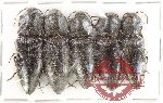 Scientific lot no. 242 Elateridae (5 pcs) Scientific lot no. 242 Elateridae (5 pcs)