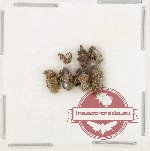 Scientific lot no. 1010 Curculionidae (8 pcs) Scientific lot no. 1010 Curculionidae (8 pcs)