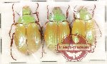 Scientific lot no. 404 Rutelinae (3 pcs) Scientific lot no. 404 Rutelinae (3 pcs)