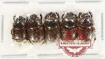 Scientific lot no. 946 Coprophaga (5 pcs) Scientific lot no. 946 Coprophaga (5 pcs)