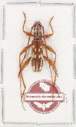 Coptocercus sp. 9 Coptocercus sp. 9