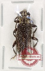 Cerambycidae sp. 109A (A2) Cerambycidae sp. 109A (A2)