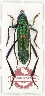 Chelidonium cinctum Chelidonium cinctum