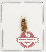 Glenea sp. 57 (A2) Glenea sp. 57 (A2)