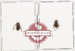 Scientific lot no. 331 Cerambycidae (Lamiinae) (2 pcs) Scientific lot no. 331 Cerambycidae (Lamiinae) (2 pcs)