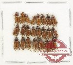 Scientific lot no. 250 Melolonthinae (23 pcs) Scientific lot no. 250 Melolonthinae (23 pcs)