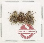 Scientific lot no. 402 Rutelinae (3 pcs) Scientific lot no. 402 Rutelinae (3 pcs)