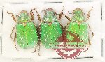 Scientific lot no. 405 Rutelinae (3 pcs) Scientific lot no. 405 Rutelinae (3 pcs)