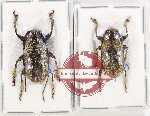 Scientific lot no. 328 Cerambycidae (2 pcs) Scientific lot no. 328 Cerambycidae (2 pcs)