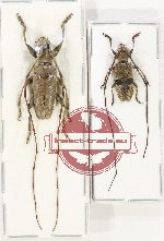 Scientific lot no. 327 Cerambycidae (2 pcs - 1 pc A2) Scientific lot no. 327 Cerambycidae (2 pcs - 1 pc A2)