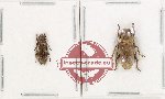 Scientific lot no. 338 Cerambycidae (2 pcs A2) Scientific lot no. 338 Cerambycidae (2 pcs A2)