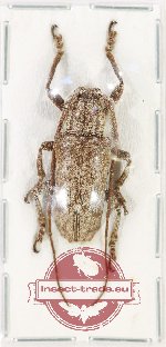 Lamiinae sp. 75 Lamiinae sp. 75