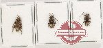 Scientific lot no. 336 Cerambycidae (Lamiinae) (3 pcs) Scientific lot no. 336 Cerambycidae (Lamiinae) (3 pcs)