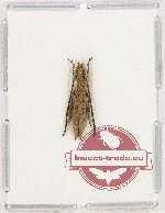 Tetraglenes sp. 1 Tetraglenes sp. 1