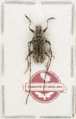 Lamiinae sp. 73 (A-) Lamiinae sp. 73 (A-)