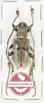 Planodes papulosus Pascoe, 1865 Planodes papulosus Pascoe, 1865