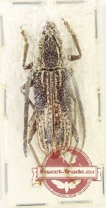 Xoanodera asphyxa Franz, 1972 Xoanodera asphyxa Franz, 1972