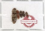 Scientific lot no. 257 Elateridae (5 pcs) Scientific lot no. 257 Elateridae (5 pcs)
