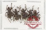 Scientific lot no. 1015 Curculionidae (5 pcs A-, A2) Scientific lot no. 1015 Curculionidae (5 pcs A-, A2)