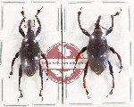 Scientific lot no. 1016 Curculionidae (2 pcs) Scientific lot no. 1016 Curculionidae (2 pcs)