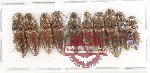 Scientific lot no. 247 Elateridae (10 pcs) Scientific lot no. 247 Elateridae (10 pcs)