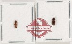 Scientific lot no. 199 Scolytidae (2 pcs) Scientific lot no. 199 Scolytidae (2 pcs)