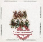 Scientific lot no. 629 Chrysomelidae (7 pcs) Scientific lot no. 629 Chrysomelidae (7 pcs)