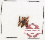 Scientific lot no. 179 Staphylinidae (4 pcs) Scientific lot no. 179 Staphylinidae (4 pcs)