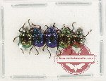 Scientific lot no. 618 Chrysomelidae (5 pcs) Scientific lot no. 618 Chrysomelidae (5 pcs)