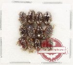 Scientific lot no. 627 Chrysomelidae (13 pcs) Scientific lot no. 627 Chrysomelidae (13 pcs)