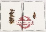 Scientific lot no. 893 Carabidae (Lebiinae) (7 pcs A2) Scientific lot no. 893 Carabidae (Lebiinae) (7 pcs A2)