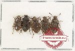 Scientific lot no. 497 Tenebrionidae (5 pcs) Scientific lot no. 497 Tenebrionidae (5 pcs)