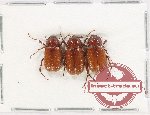 Scientific lot no. 245 Melolonthinae (3 pcs A2) Scientific lot no. 245 Melolonthinae (3 pcs A2)